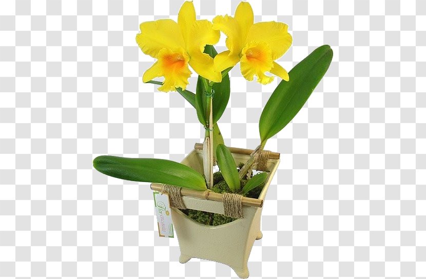 Cattleya Orchids Moth Boat Orchid Flower Transparent PNG