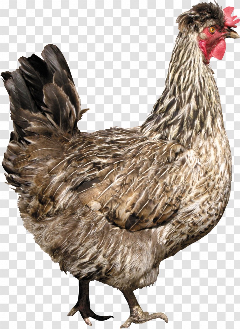 Solid White Chicken As Food Fried - Galliformes - Rooster Transparent PNG