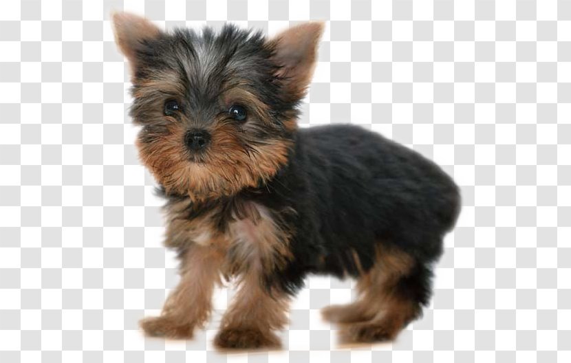Yorkshire Terrier Cat Puppy Dog Grooming Pet Transparent PNG