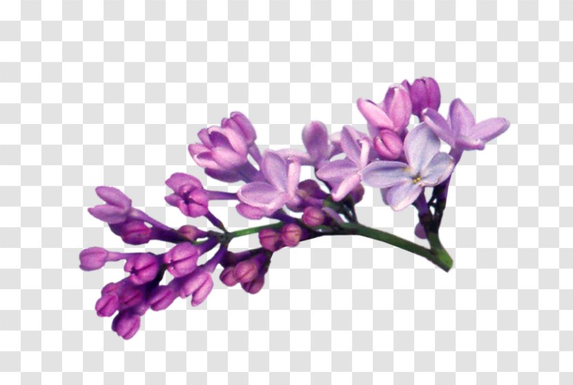 Lilac Clip Art - Cut Flowers - File Transparent PNG