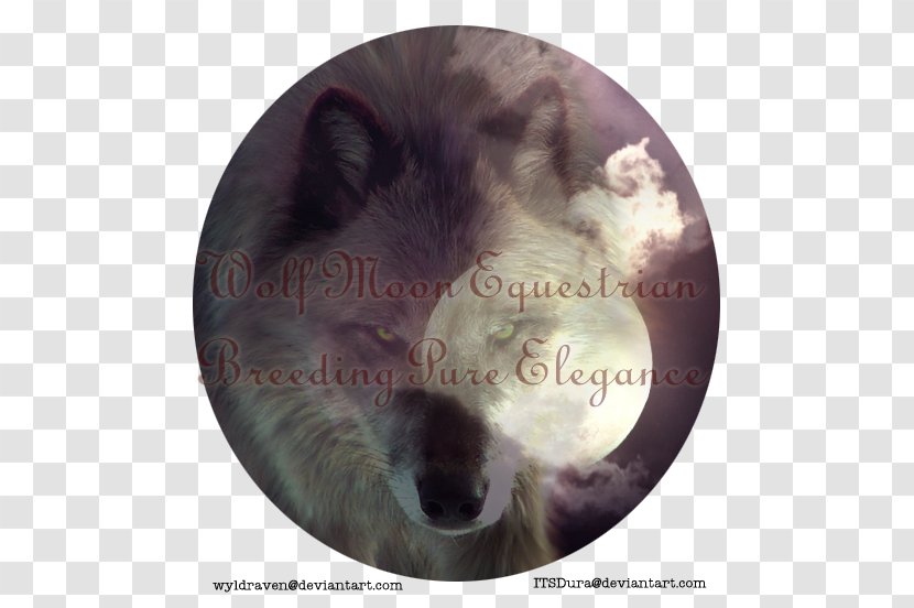 Snout Dog Fur Whiskers Mammal - Carnivoran - Wolf And Moon Transparent PNG