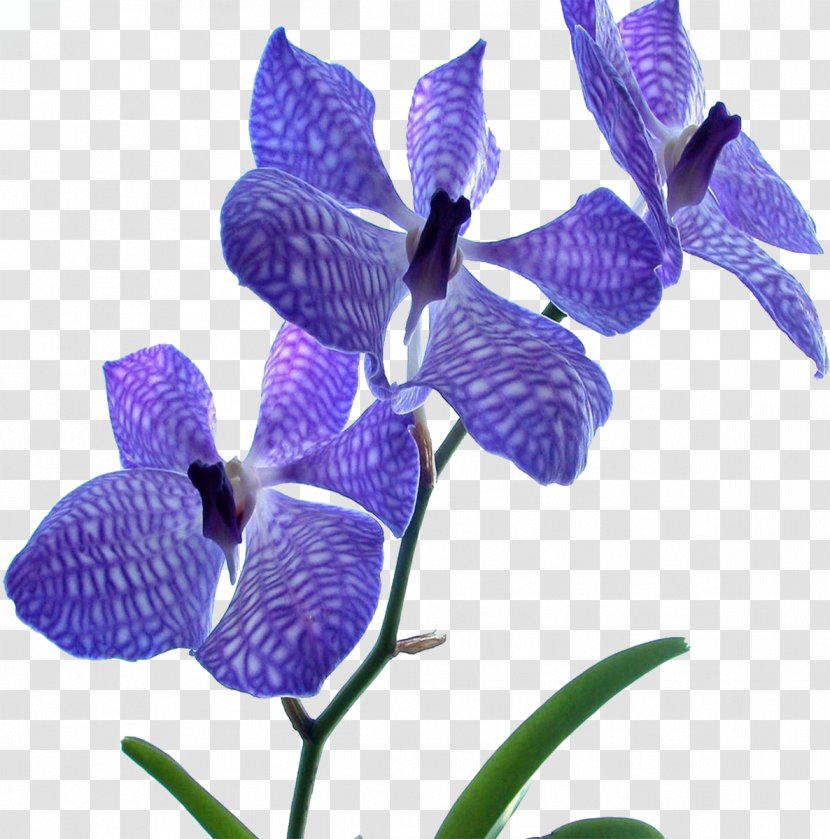 Orchids Flower Blue Dendrobium Desktop Wallpaper - Hvga Transparent PNG