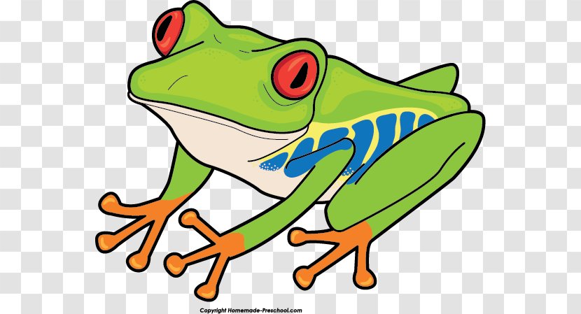 Red-eyed Tree Frog Australian Green Clip Art - Drawing - Good Cliparts  Transparent PNG