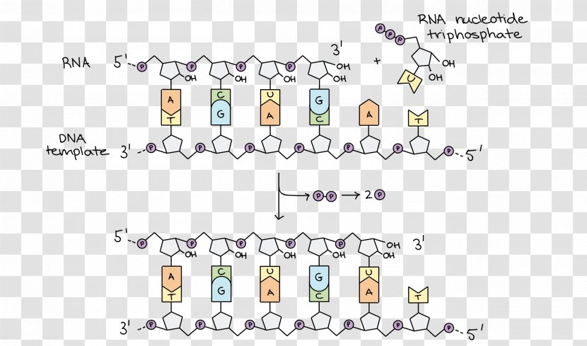 DNA Replication Polymerase Transcription RNA - Helicase - National Day Decoration Design Exquisite Transparent PNG