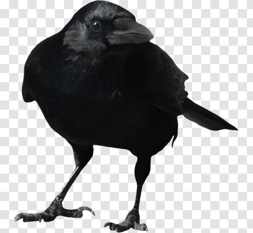 American Crow Rook Clip Art - Raven Transparent PNG
