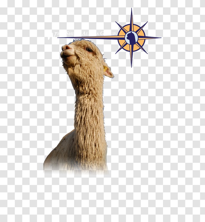 Llama Huacaya Alpaca Barbecue Fur Summer - Snout - Suri Transparent PNG