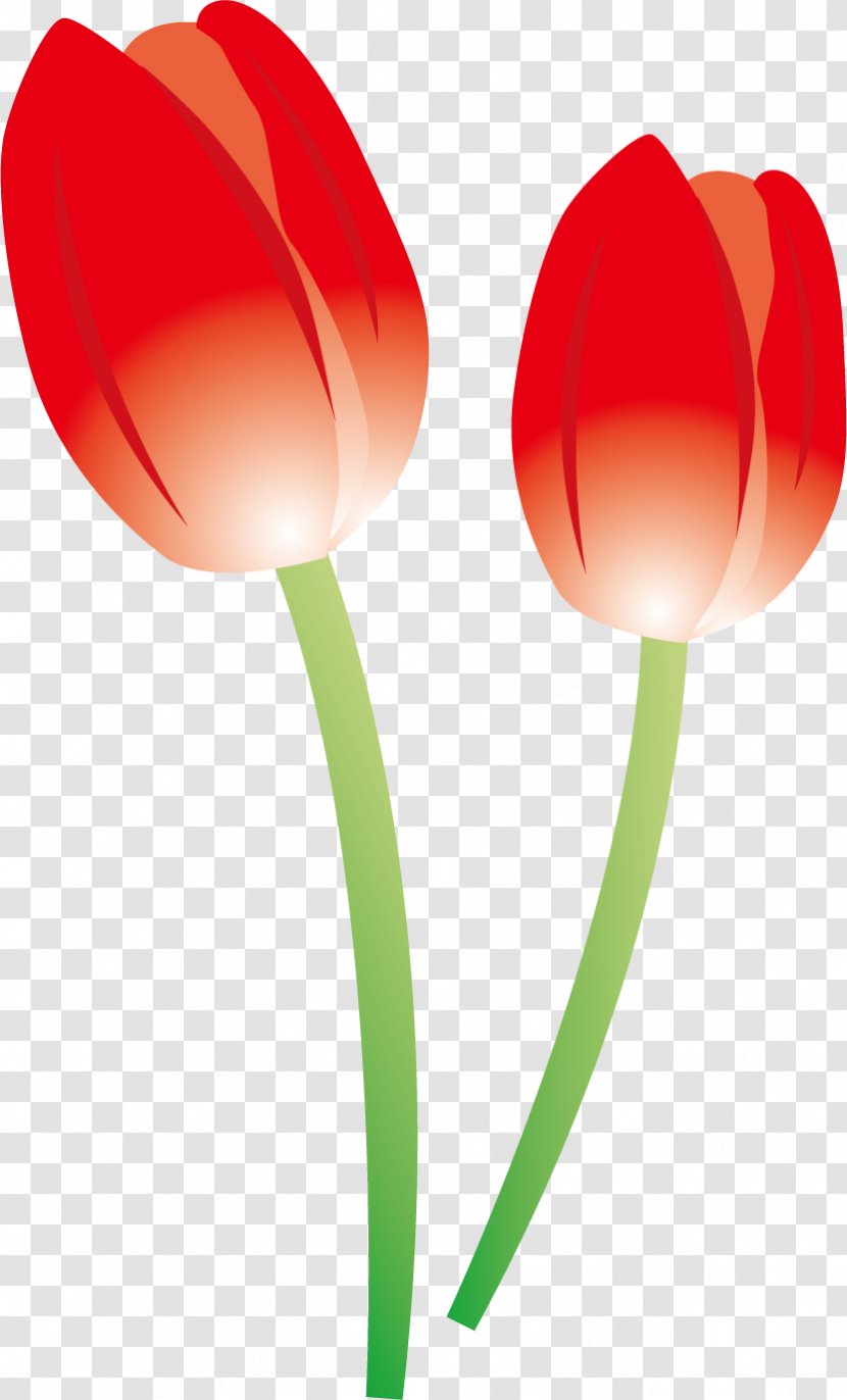 Tulip Flowers. - Plant Stem - Petal Transparent PNG