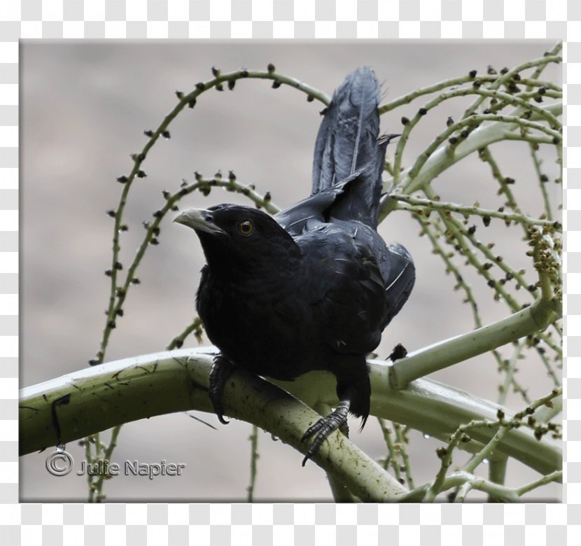 American Crow New Caledonian Common Raven - Bird Transparent PNG