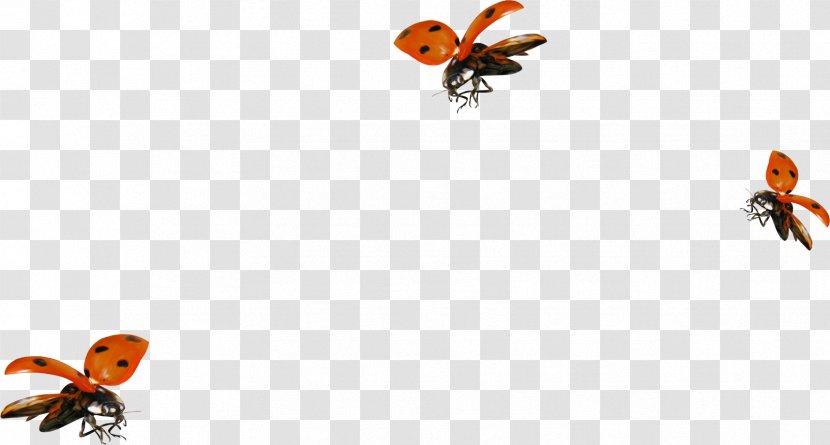 Ladybird - Google Images - Mosquito Transparent PNG