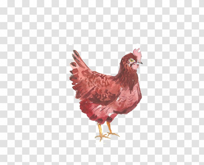 Chicken Rooster Gratis Google Images - Phasianidae Transparent PNG