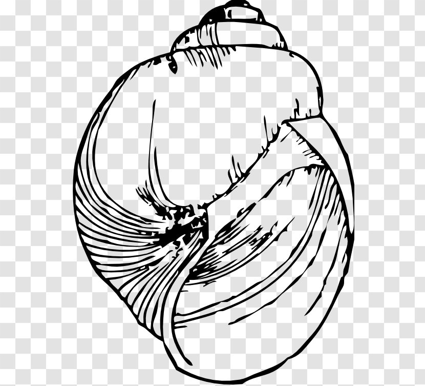 Black And White Seashell Drawing Gastropod Shell Clip Art Transparent PNG