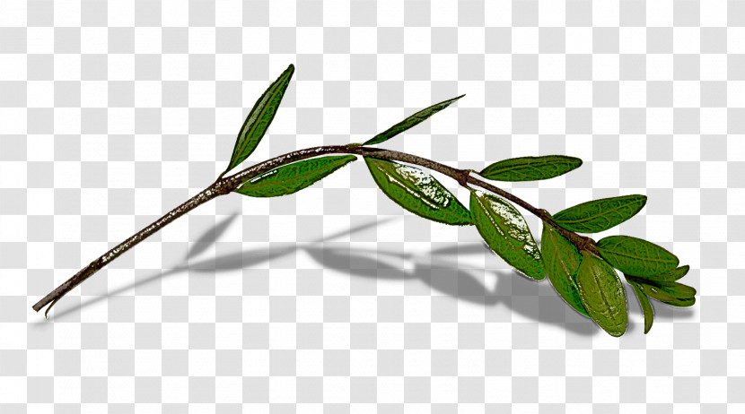 Plant Flower Leaf Tree Branch Transparent PNG