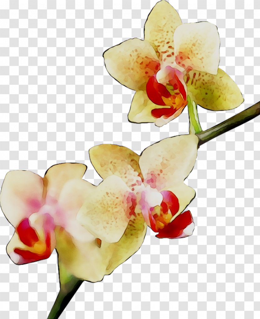 Moth Orchids Cattleya Cut Flowers - Flower - Petal Transparent PNG