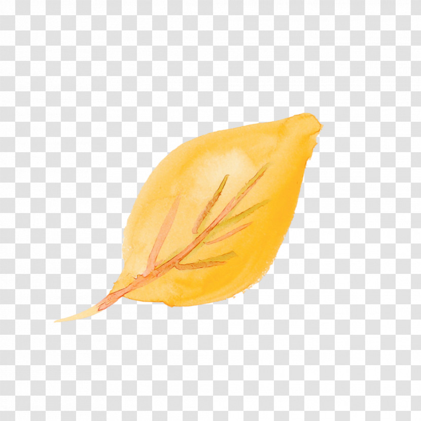 Orange Transparent PNG