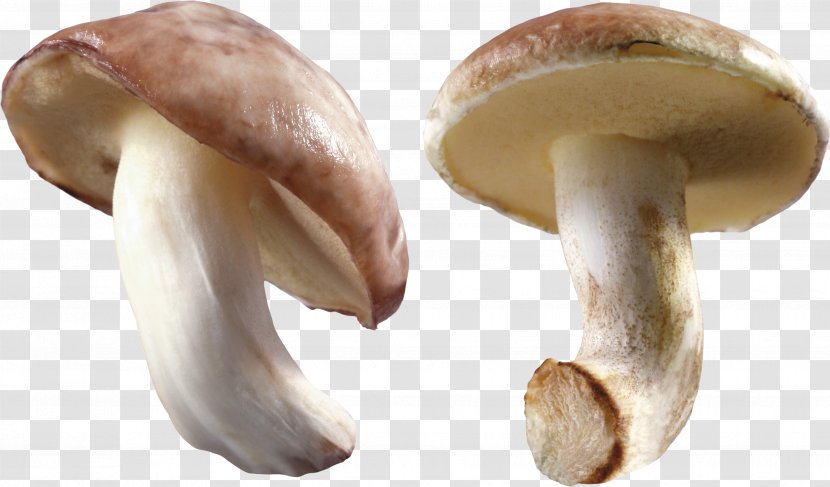 Oyster Mushroom - Shiitake - Image Transparent PNG