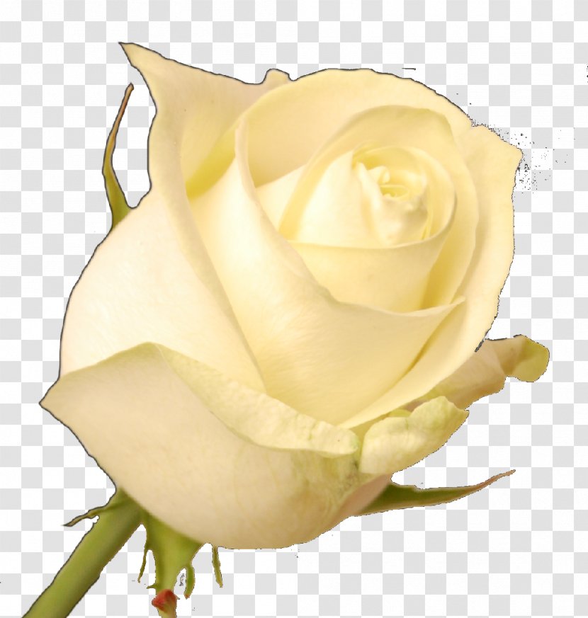 Garden Roses Cabbage Rose Floribunda White - Floristry - Flores Amarillas Transparent PNG