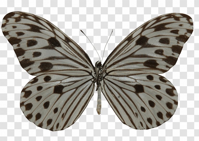 Milkweed Butterfly Ideopsis Gaura Ceramic Transparent PNG