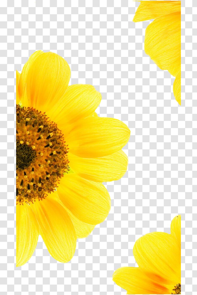 Common Sunflower Download Summer Google Images - Travel Service Transparent PNG