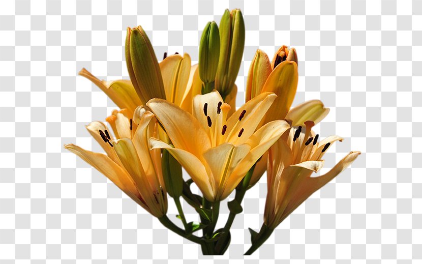 Lilium Flower Yellow - Watercolor Transparent PNG