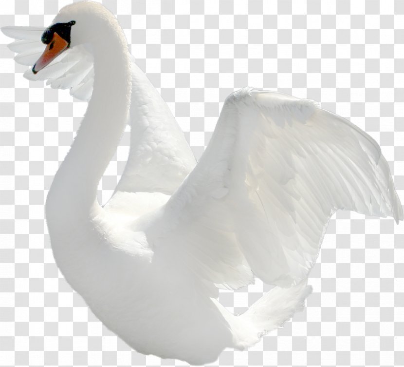 Bird Black Swan Clip Art - Ducks Geese And Swans Transparent PNG