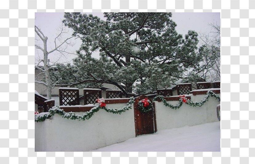 Fir Christmas Ornament Tree Pine - Family Transparent PNG