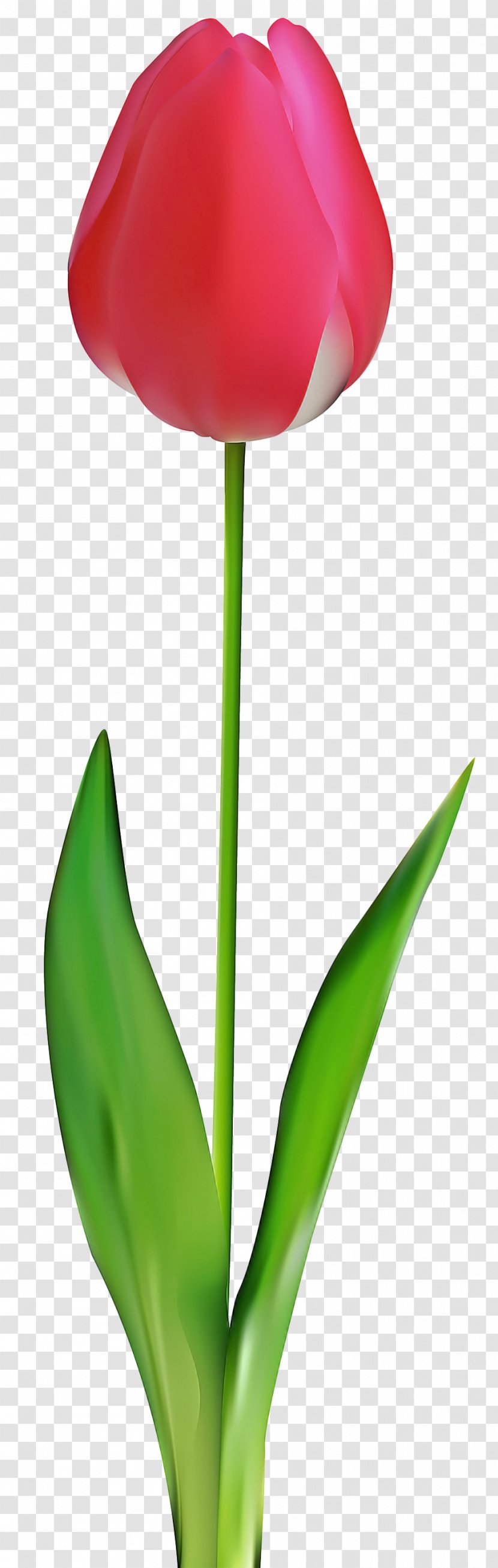 Lily Flower Cartoon - Family - Houseplant Transparent PNG