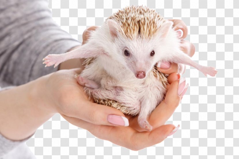 Domesticated Hedgehog Four-toed Erinaceus Photography - Pet - Open Hands Transparent PNG