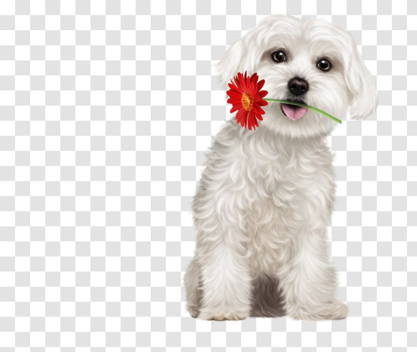 Maltese Dog Puppy Havanese Little Lion Schnoodle Transparent PNG