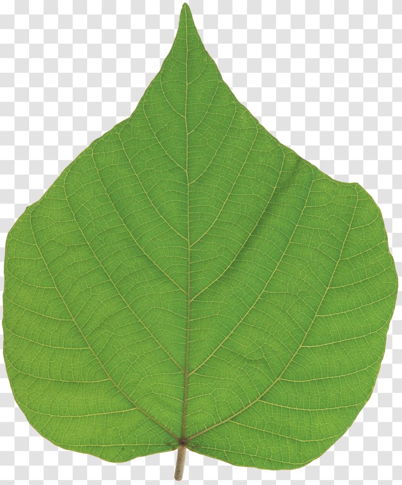 Leaf - Plant Transparent PNG