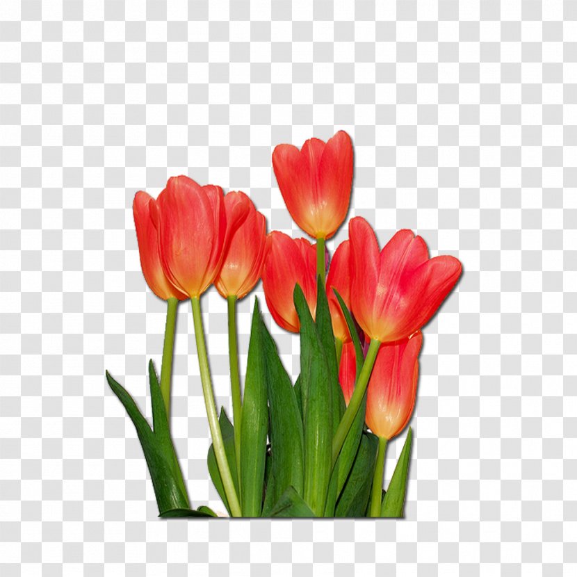 Tulip Flower Message - Bouquet - Dye Transparent PNG