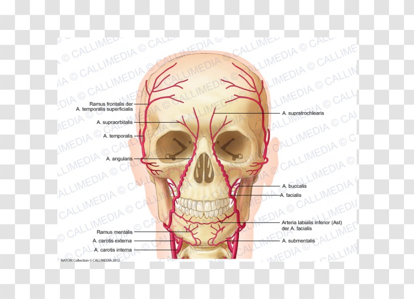 Supraorbital Artery Supratrochlear Nerve Facial - Frame - V Jugularis Externa Transparent PNG