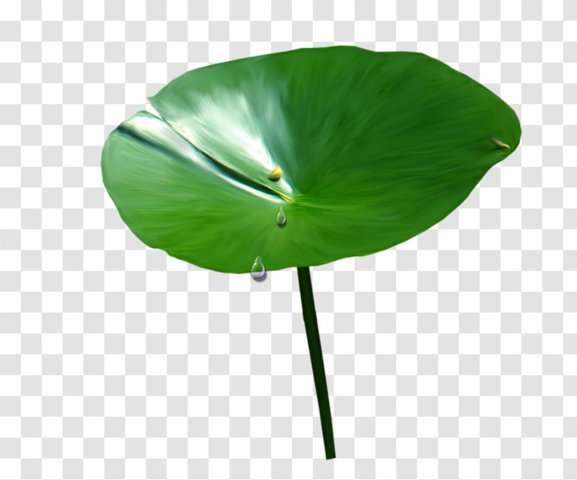 Product Design Plant Stem Leaf - Morning Glory Transparent PNG