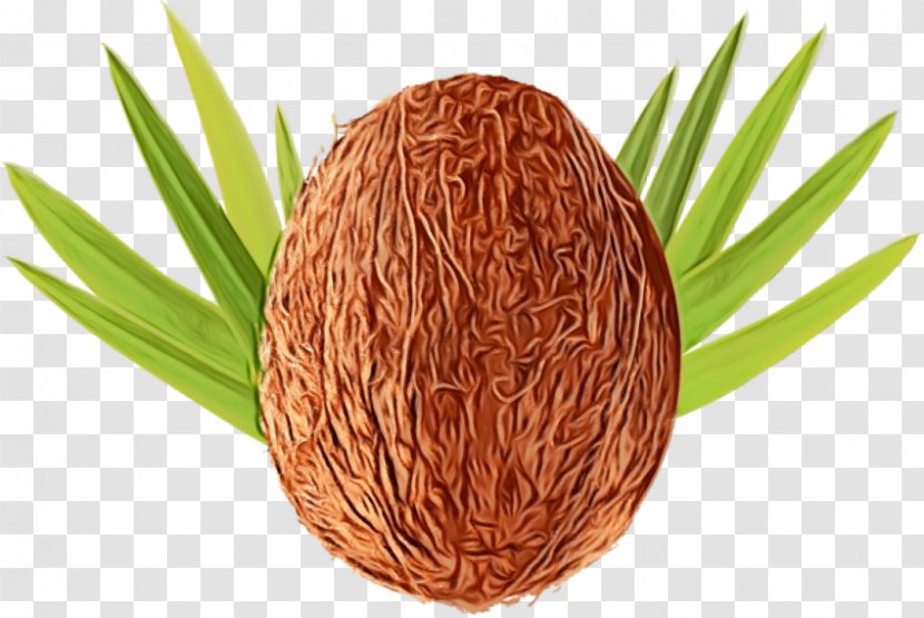 Egg Cartoon - Plant Transparent PNG