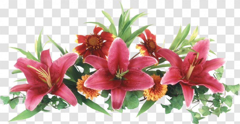 .de - Daylily - Flower Template Transparent PNG