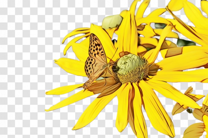 Sunflower - Wheel - Honeybee Transparent PNG