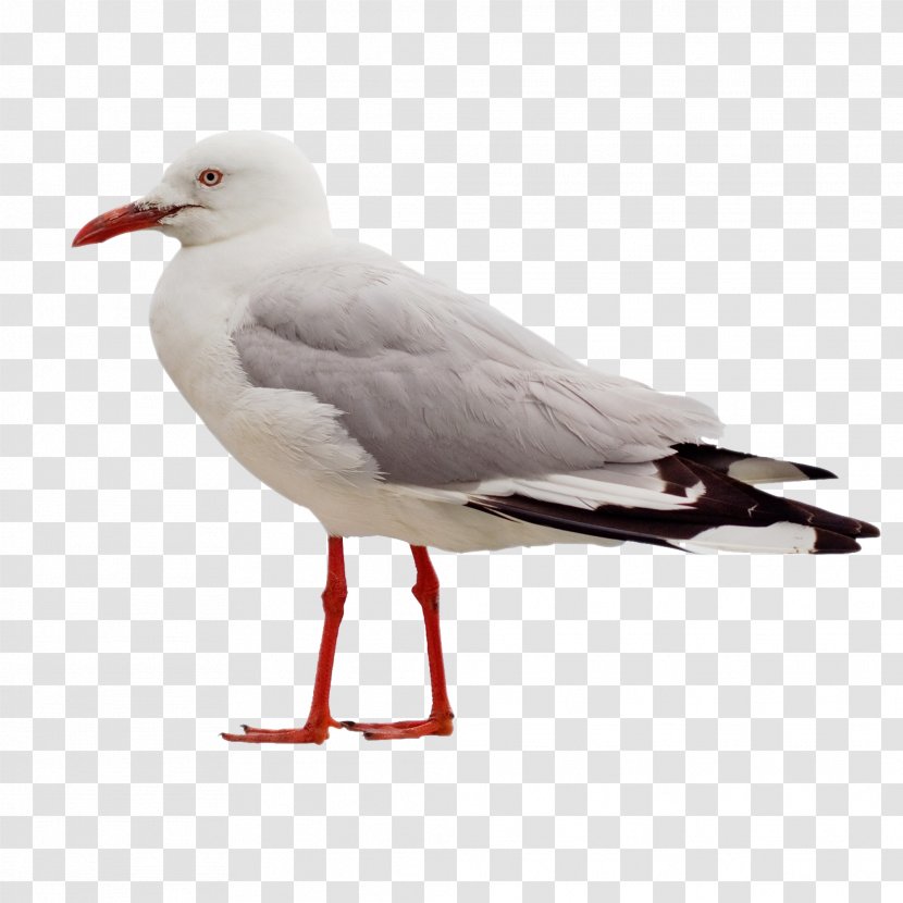 Gulls Columbidae Bird European Herring Gull - Seabird Transparent PNG