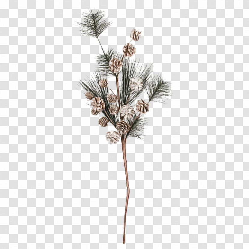 Plants Pine Twig Conifers Grasses Transparent PNG