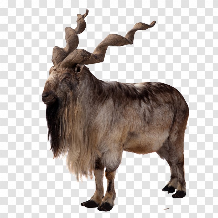 Toggenburg Goat Markhor Sheep Antelope East Caucasian Tur - Royaltyfree - Wild Transparent PNG
