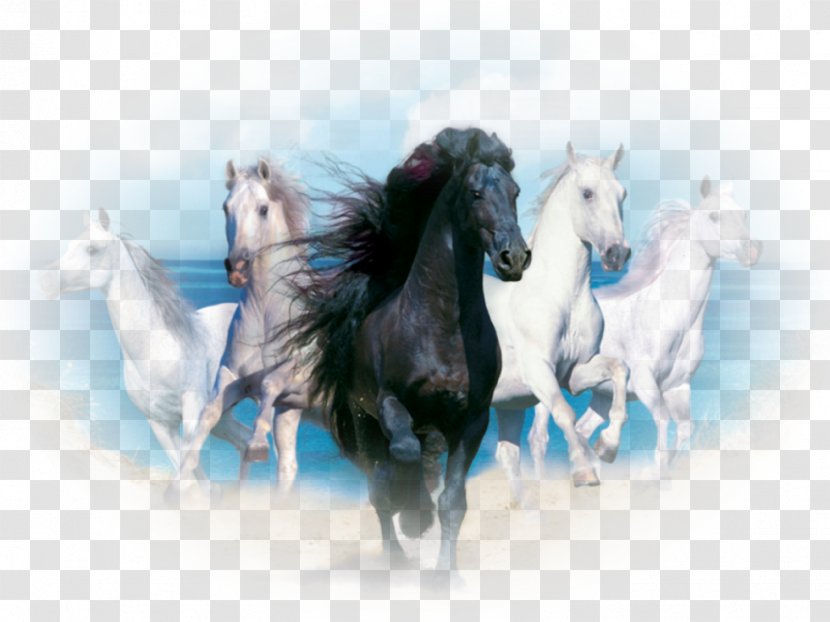 Andalusian Horse Desktop Wallpaper White Wild Black - Horses - Collection Transparent PNG
