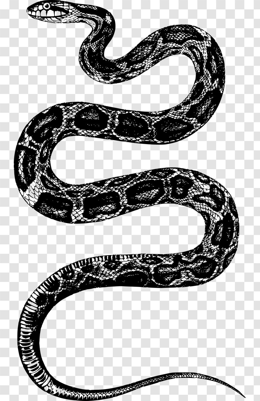 Rattlesnake Rat Snake - Black And White Transparent PNG