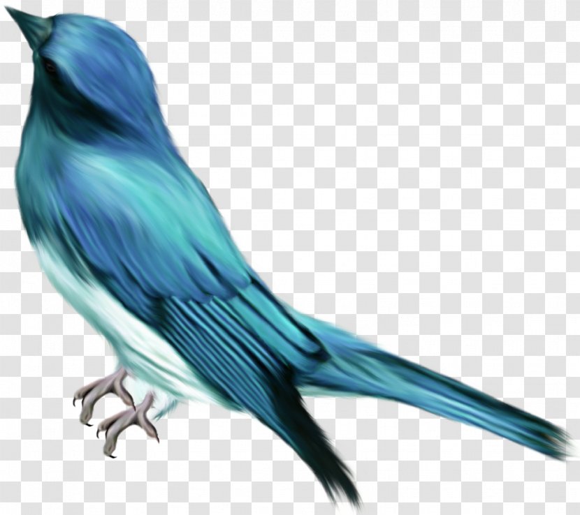 Bird Blue Color Clip Art - Plumage Transparent PNG