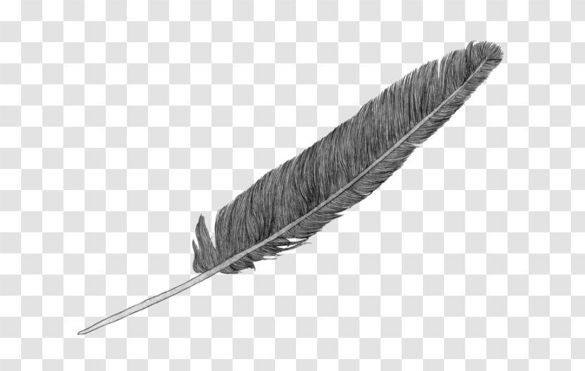 Feather - Quill Transparent PNG