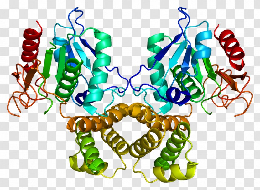 Fatty Acid Synthase Synthesis Enzyme - Lipogenesis Transparent PNG