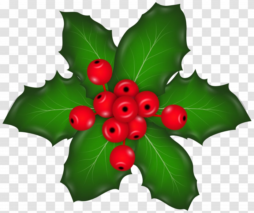 Holly Aquifoliales Fruit Leaf - Christmas Mistletoe Clip Art Image Transparent PNG