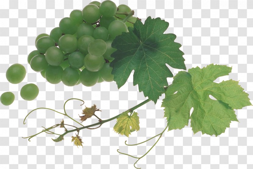 Grapevines Food Fruit - Tree - Grapes Transparent PNG