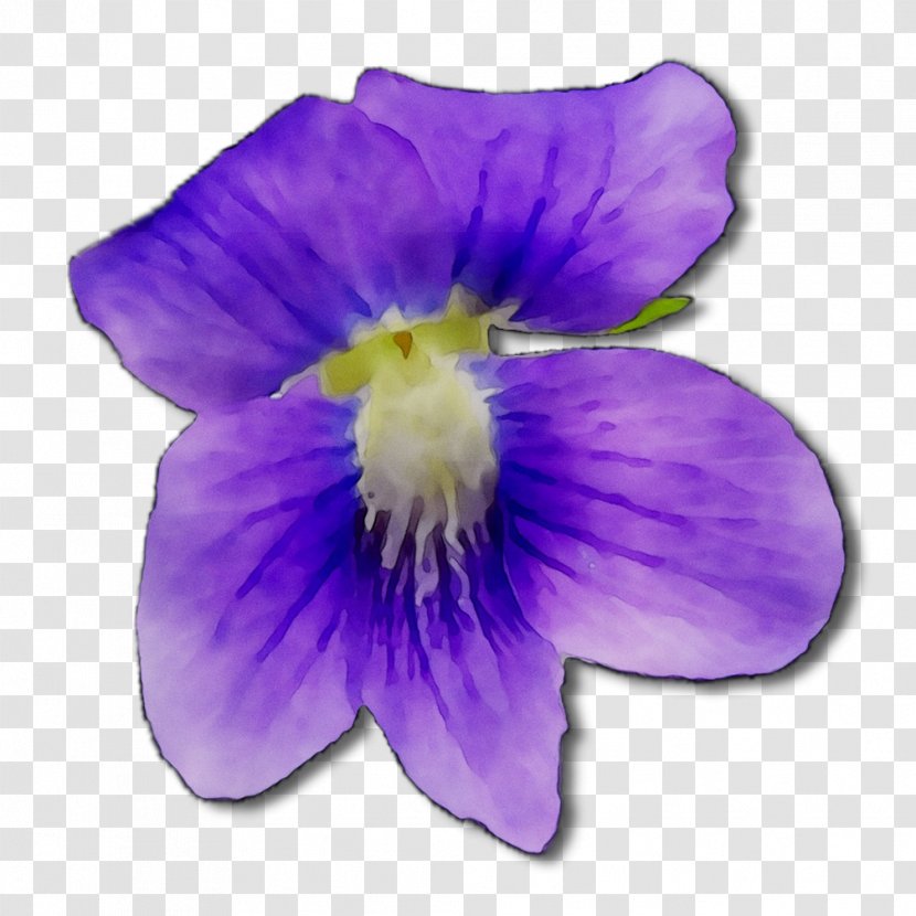 Pansy - Plant - Purple Transparent PNG