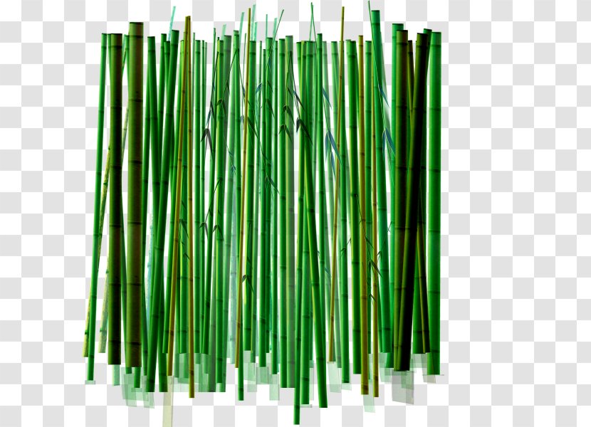 Bamboo Download Drawing - Grass Family - Lined With Transparent PNG