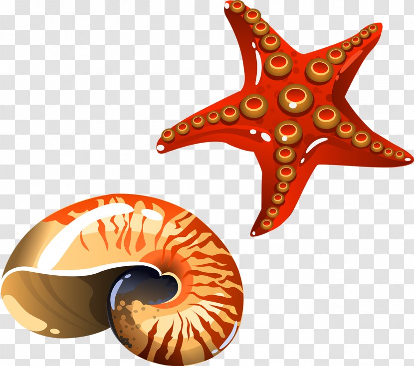 Cartoon Sea Snail - Orange - Conch Starfish Transparent PNG