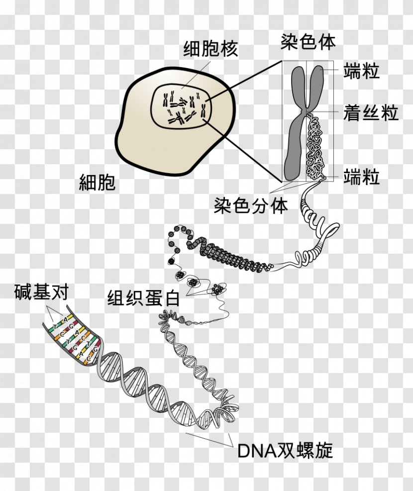 Chromosome Telomere DNA Cell Eukaryote - Dna Transparent PNG