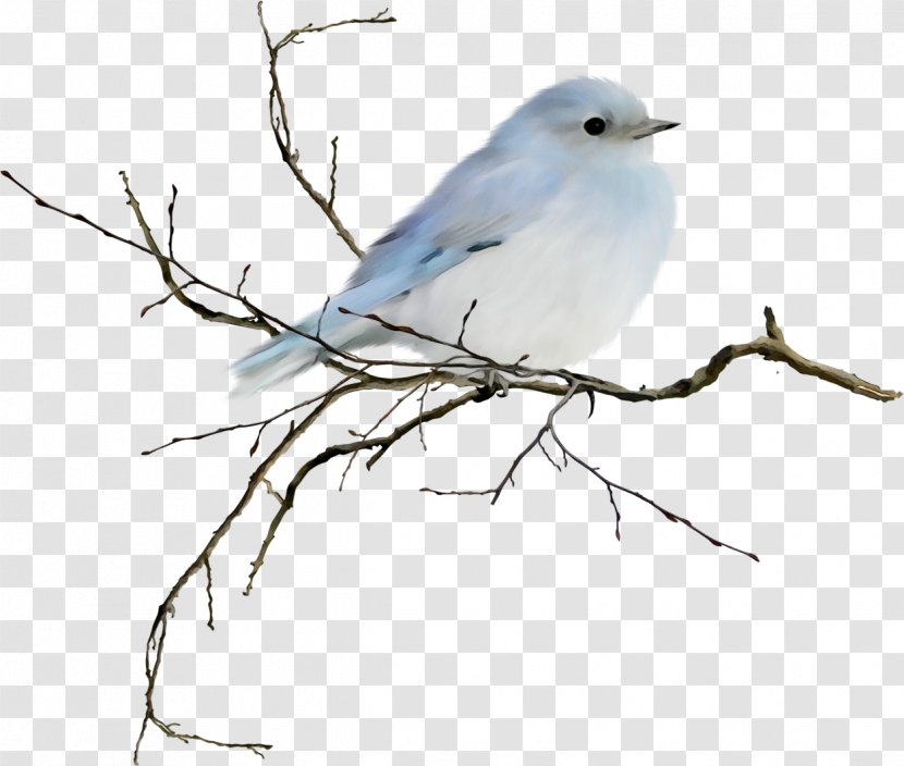 Bird Mountain Bluebird Beak Branch - Twig - Blue Gray Gnatcatcher Transparent PNG